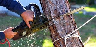 Best Tree Health Inspection  in Lakeland, MN